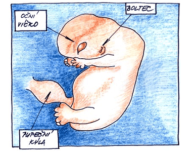 7. týden vývoje miminka